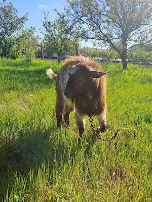 Tap anglonubian - imagine 4