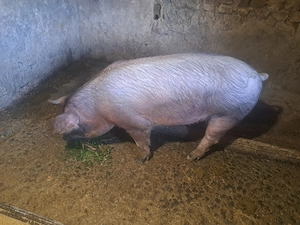Disponibil scroafa de 100kg - imagine 3