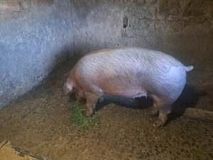 Disponibil scroafa de 100kg - imagine 2
