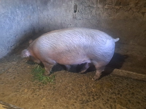 Disponibil scroafa de 100kg