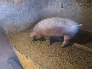 Disponibil scroafa de 100kg - imagine 4