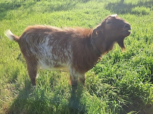 Tap anglonubian - imagine 2