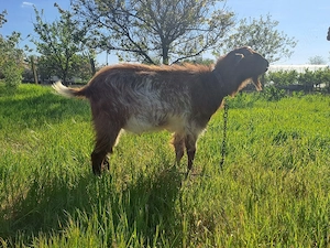 Tap anglonubian - imagine 3