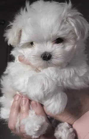Bichon maltez  1200 lei