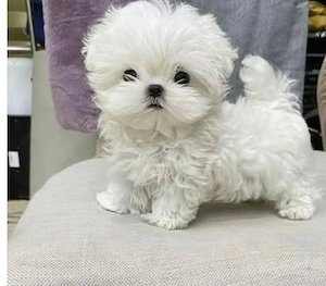 Bichon maltez  mini toy 1200 lei - imagine 3