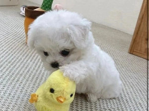 Bichon maltez  mini toy 1200 lei