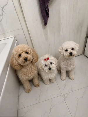 bichon baietel 11 saptamani