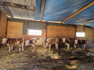 Vând viței  - imagine 2