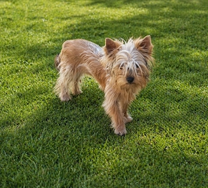 Yorkshire terrier golld foarte mic 6 luni - imagine 3