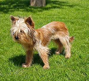 Yorkshire terrier golld foarte mic 6 luni