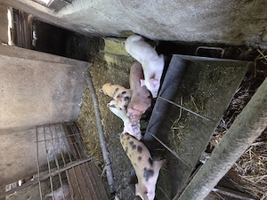 Purcei de vânzare  - imagine 4