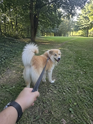 Plimb animale de companie