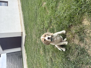 Vând beagle Blue