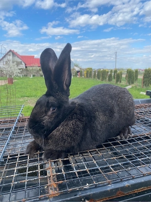 Vând 3 iepuroi - imagine 4