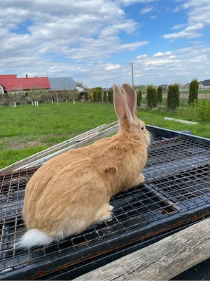 Vând 3 iepuroi - imagine 2