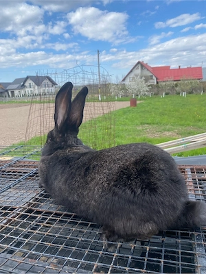 Vând 3 iepuroi - imagine 3