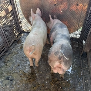 Montă Pietran Belgian - imagine 5