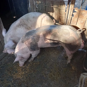 Montă Pietran Belgian - imagine 4