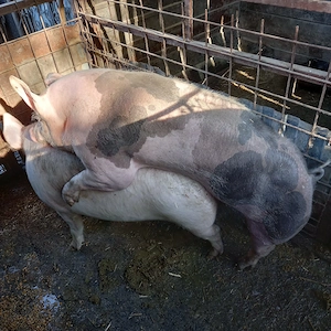 Montă Pietran Belgian - imagine 3