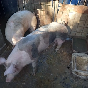 Montă Pietran Belgian