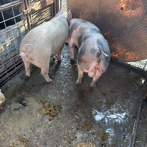 Montă Pietran Belgian - imagine 2