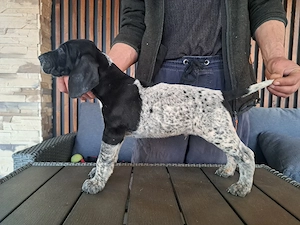 Brac german cu par scurt 