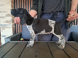 Brac german cu par scurt  - imagine 2