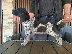 Brac german cu par scurt  - imagine 3