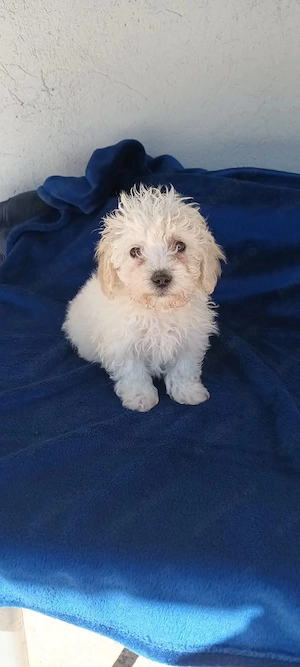 De vânzare bison maltez baietel  - imagine 3