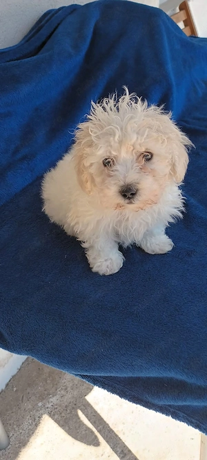 De vânzare bison maltez baietel  - imagine 5