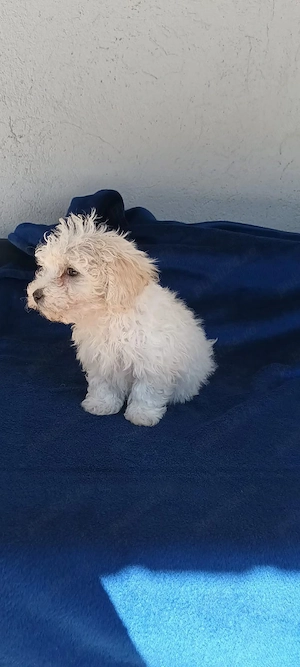 De vânzare bison maltez baietel  - imagine 4