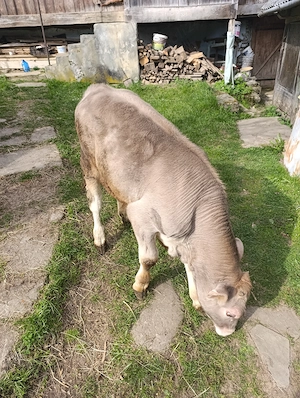 Vând vițel de 4 luni 