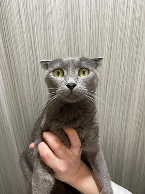 donez posicuta gri aproximativ 3 ani