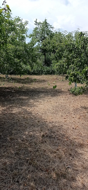 Casă + teren de vanzare Orbeni, Bacau - imagine 3