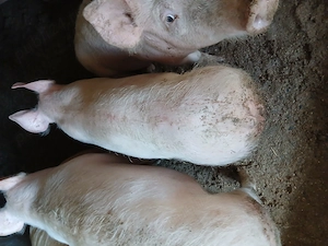 De vanzare soldani 35 kg