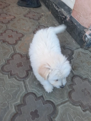 de vinzare 3 băieți