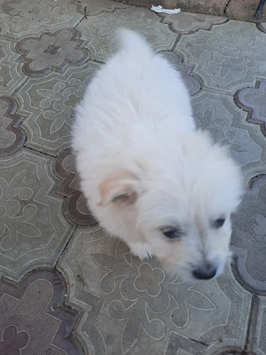 de vînzare - imagine 4