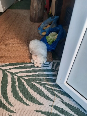 de vînzare - imagine 2