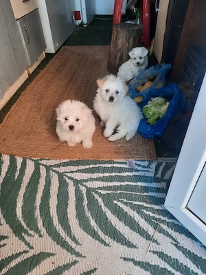 de vînzare - imagine 3