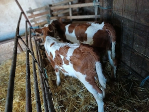 vind 2 vitele bălțate de o lună.