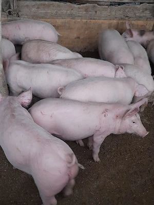 purcei de rasă 