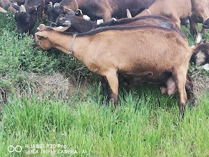 Lapte proaspăt și iaurt de Capră  - imagine 4