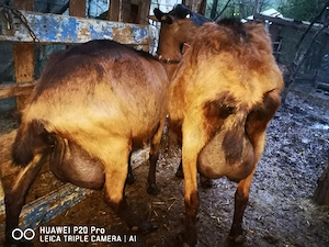 Lapte proaspăt și iaurt de Capră  - imagine 2