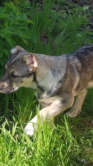 Catei Ciobanesc de Asia Centrala,Alabai,catel