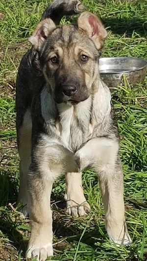 Catei Ciobanesc de Asia Centrala,Alabai,pui,catel ciobanesc