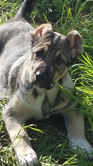 Catei Alabai,Ciobanesc de Asia Centrala,catel