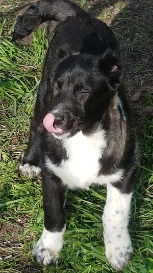 Catei Ciobanesc de Asia Centrala,Alabai,pui,catel ciobanesc