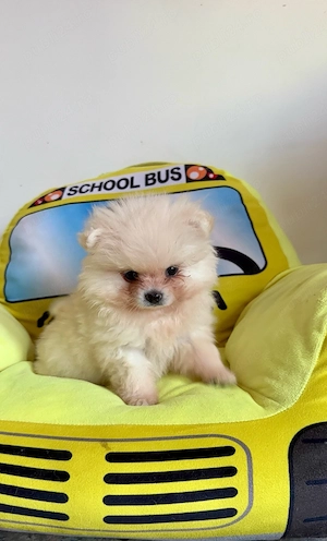 Pui Pomeranian Alb Crem