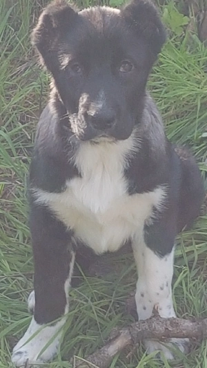 Catei Ciobanesc de Asia Centrala,catel