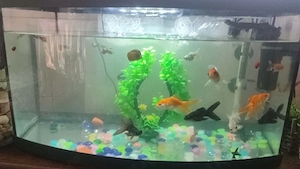 vând sau schimb acvariu cu chinchila 